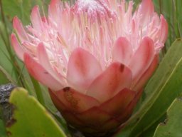 Protea dracomontana perianths spreading, styles escaping